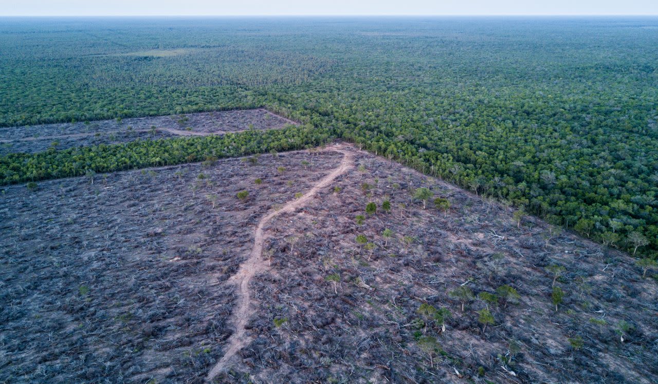 Cleared forest land in the Gran Chaco