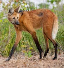 Maned Wolf